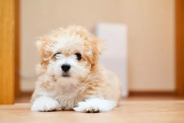 Pet Supplies